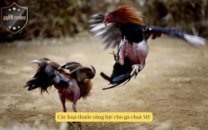 Các loại thuốc tăng lực cho gà chọi Mỹ