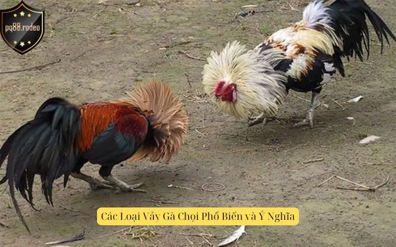 Các Loại Vảy Gà Chọi Phổ Biến và Ý Nghĩa