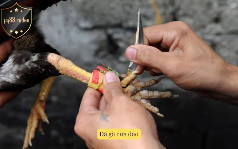 Đá gà cựa dao