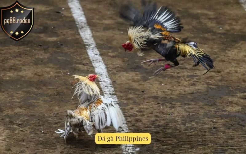 Đá gà Philippines