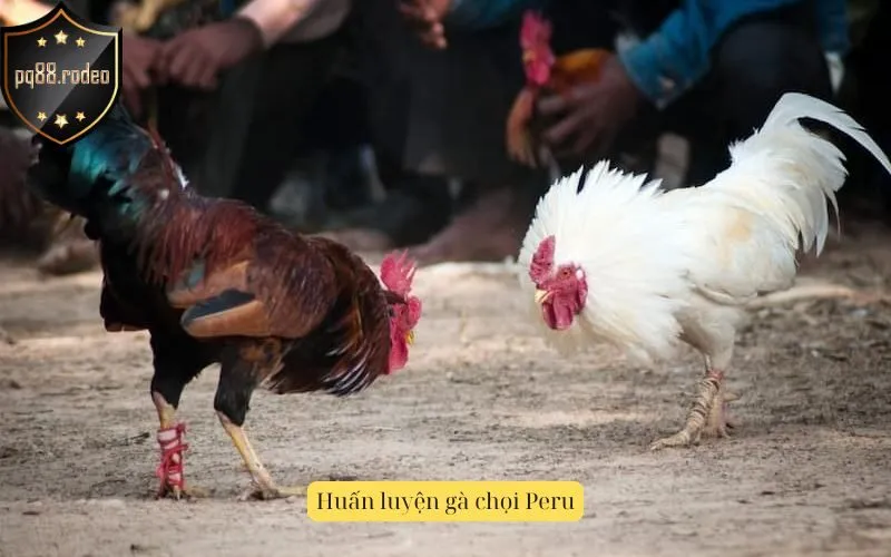 Huấn luyện gà chọi Peru
