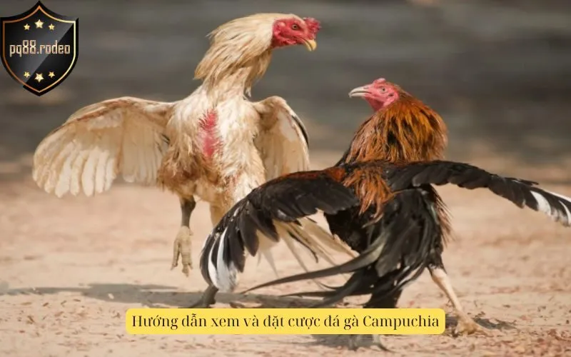Hướng dẫn xem và đặt cược đá gà Campuchia