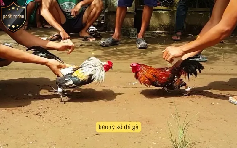 kèo tỷ số đá gà