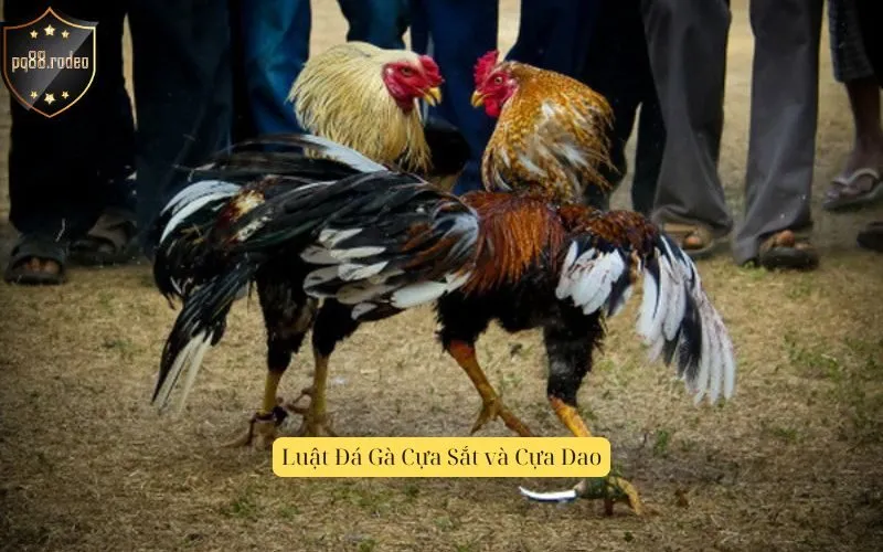 Luật Đá Gà Cựa Sắt và Cựa Dao