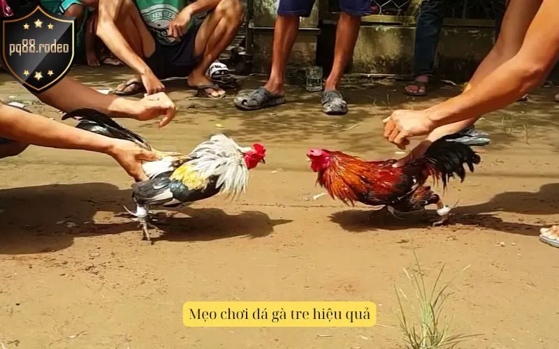 Mẹo chơi đá gà tre hiệu quả